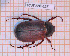  (Phyllophaga fuscipennis - BC-JT-ANT-157)  @11 [ ] Copyright (2020) Julien Touroult Museum national d'Histoire naturelle