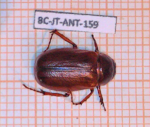  (Phyllophaga sandersoniella - BC-JT-ANT-159)  @11 [ ] Copyright (2020) Julien Touroult Museum national d'Histoire naturelle