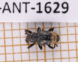  ( - JT-ANT-1629)  @11 [ ] Creative common (2022) Julien Touroult Museum national d'Histoire naturelle, Paris