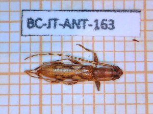  ( - BC-JT-ANT-163)  @11 [ ] Copyright (2020) Julien Touroult Museum national d'Histoire naturelle