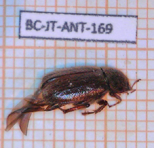  ( - BC-JT-ANT-169)  @11 [ ] Copyright (2020) Julien Touroult Museum national d'Histoire naturelle