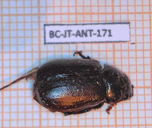  (Leucothyreus pinchoni - BC-JT-ANT-171)  @11 [ ] Copyright (2020) Julien Touroult Museum national d'Histoire naturelle