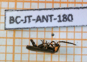  ( - BC-JT-ANT-180)  @11 [ ] Copyright (2020) Julien Touroult Museum national d'Histoire naturelle