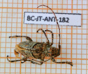  ( - BC-JT-ANT-182)  @11 [ ] Copyright (2020) Julien Touroult Museum national d'Histoire naturelle