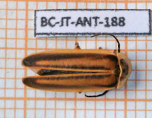  ( - BC-JT-ANT-188)  @11 [ ] Copyright (2020) Julien Touroult Museum national d'Histoire naturelle