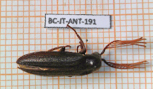  (Callirhipidae - BC-JT-ANT-191)  @11 [ ] Copyright (2020) Julien Touroult Museum national d'Histoire naturelle