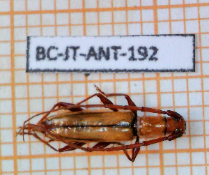  (Neocompsa fulgens - BC-JT-ANT-192)  @11 [ ] Copyright (2020) Julien Touroult Museum national d'Histoire naturelle