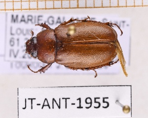  (Phyllophaga mariaegalantae - JT-ANT-1955)  @11 [ ] CC-by (2023) Julien Touroult Museum national d'Histoire naturelle, Paris