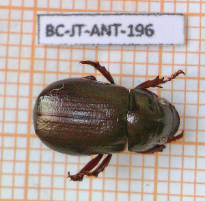  (Leucothyreus nolleti - BC-JT-ANT-196)  @11 [ ] Copyright (2020) Julien Touroult Museum national d'Histoire naturelle