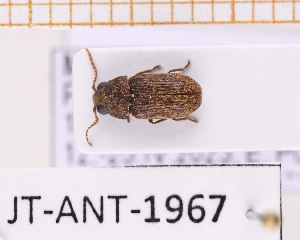  (Xyletinus marmoratus - JT-ANT-1967)  @11 [ ] CC-by (2023) Julien Touroult Museum national d'Histoire naturelle, Paris