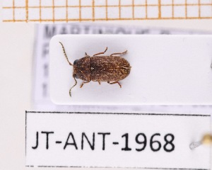  ( - JT-ANT-1968)  @11 [ ] CC-by (2023) Julien Touroult Museum national d'Histoire naturelle, Paris