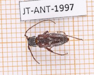  ( - JT-ANT-1997)  @11 [ ] CC-by (2023) Julien Touroult Museum national d'Histoire naturelle, Paris