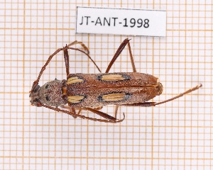  (Eburia pirkli - JT-ANT-1998)  @11 [ ] CC-by (2023) Julien Touroult Museum national d'Histoire naturelle, Paris