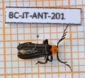  ( - BC-JT-ANT-201)  @11 [ ] Copyright (2020) Julien Touroult Museum national d'Histoire naturelle