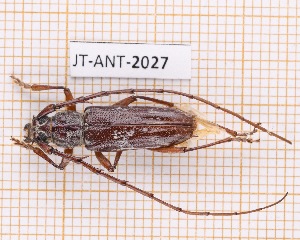  ( - JT-ANT-2027)  @11 [ ] CC-by (2023) Julien Touroult Museum national d'Histoire naturelle, Paris