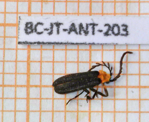  ( - BC-JT-ANT-203)  @11 [ ] Copyright (2020) Julien Touroult Museum national d'Histoire naturelle