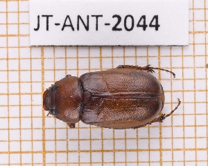  (Phyllophaga patrueloides - JT-ANT-2044)  @11 [ ] CC-by (2023) Julien Touroult Museum national d'Histoire naturelle, Paris