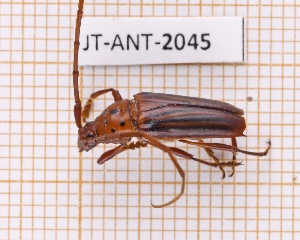  (Oxymerus aculeatus - JT-ANT-2045)  @11 [ ] CC-by (2023) Julien Touroult Museum national d'Histoire naturelle, Paris