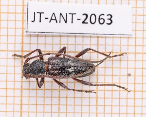  (Anelaphus fasciatum - JT-ANT-2063)  @11 [ ] CC-by (2023) Julien Touroult Museum national d'Histoire naturelle, Paris