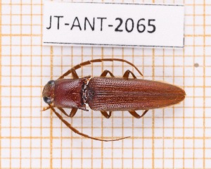  (Dicrepidius distinctus - JT-ANT-2065)  @11 [ ] CC-by (2023) Julien Touroult Museum national d'Histoire naturelle, Paris