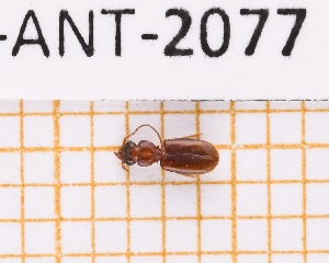  ( - JT-ANT-2077)  @11 [ ] CC-by (2023) Julien Touroult Museum national d'Histoire naturelle, Paris