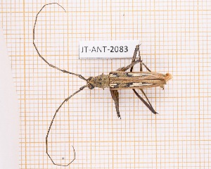  (Eburia pseudostigma - JT-ANT-2083)  @11 [ ] CC-by (2023) Julien Touroult Museum national d'Histoire naturelle, Paris