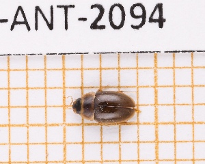  (Novochares - JT-ANT-2094)  @11 [ ] CC-by (2023) Julien Touroult Museum national d'Histoire naturelle, Paris