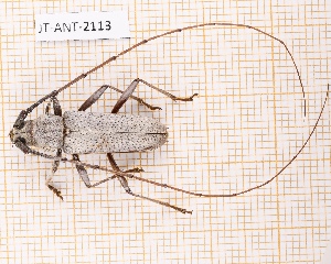  (Eburia sericea - JT-ANT-2113)  @11 [ ] CC-By (2025) Julien Touroult MNHN