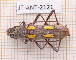  (Eburia pirkli - JT-ANT-2121)  @11 [ ] CC-By (2025) Julien Touroult MNHN