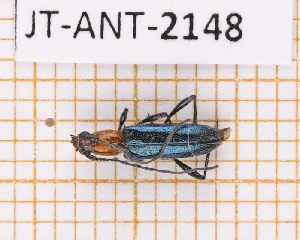  (Psyrassa woodleyi - JT-ANT-2148)  @11 [ ] CC-By (2025) Julien Touroult MNHN
