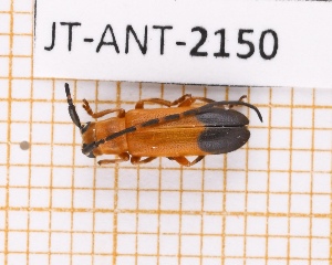  (Calocosmus hispaniolae - JT-ANT-2150)  @11 [ ] CC-By (2025) Julien Touroult MNHN