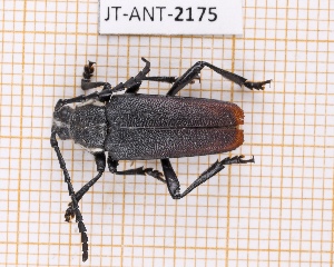  (Solenopterini - JT-ANT-2175)  @11 [ ] CC-By (2025) Julien Touroult MNHN