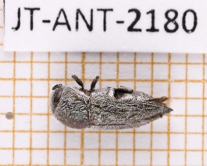  (Paratyndaris - JT-ANT-2180)  @11 [ ] CC-By (2025) Julien Touroult MNHN