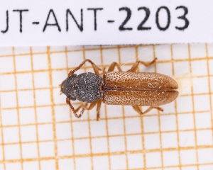  (Parandraceps - JT-ANT-2203)  @11 [ ] CC-By (2025) Julien Touroult MNHN