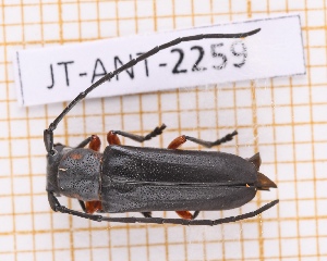  (Calocosmus janus - JT-ANT-2259)  @11 [ ] CC-By (2025) Julien Touroult MNHN