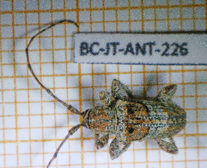  ( - BC-JT-ANT-226)  @11 [ ] Copyright (2020) Julien Touroult Museum national d'Histoire naturelle