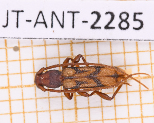  ( - JT-ANT-2285)  @11 [ ] CC-By (2025) Julien Touroult MNHN