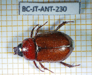  ( - BC-JT-ANT-230)  @11 [ ] Copyright (2020) Julien Touroult Museum national d'Histoire naturelle