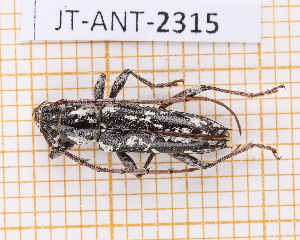  (Elaphidion quadrituberculatum - JT-ANT-2315)  @11 [ ] CC-By (2025) Julien Touroult MNHN