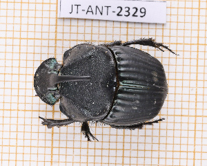  (Phanaeus prasinus - JT-ANT-2329)  @11 [ ] CC-By (2025) Julien Touroult MNHN