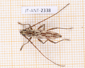  (Elaphidion iviei - JT-ANT-2338)  @11 [ ] CC-By (2025) Julien Touroult MNHN