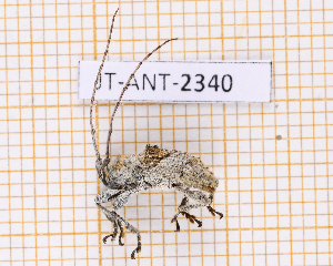  ( - JT-ANT-2340)  @11 [ ] CC-By (2025) Julien Touroult MNHN