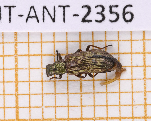  (Strongylium guadeloupense - JT-ANT-2356)  @11 [ ] CC-By (2025) Julien Touroult MNHN