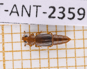  (Cillaeus - JT-ANT-2359)  @11 [ ] CC-By (2025) Julien Touroult MNHN