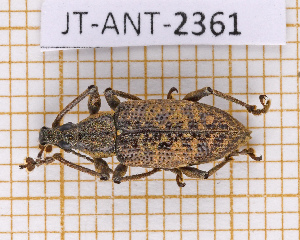  (Exophthalmus foveicollis - JT-ANT-2361)  @11 [ ] CC-By (2025) Julien Touroult MNHN