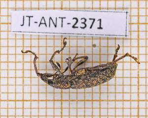  ( - JT-ANT-2371)  @11 [ ] CC-By (2025) Julien Touroult MNHN