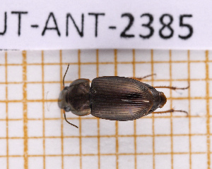  (Selenophorus latior - JT-ANT-2385)  @11 [ ] CC-By (2025) Julien Touroult MNHN