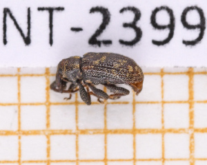  ( - JT-ANT-2399)  @11 [ ] CC-By (2025) Julien Touroult MNHN