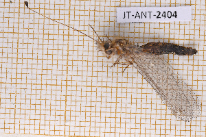 ( - JT-ANT-2404)  @11 [ ] CC-By (2025) Julien Touroult MNHN