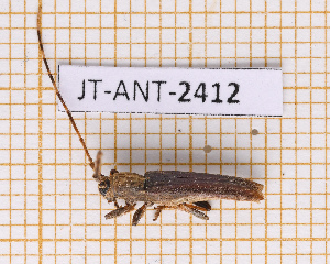  (Epectasis similis - JT-ANT-2412)  @11 [ ] CC-By (2025) Julien Touroult MNHN